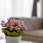 Apartment Valt & Spa